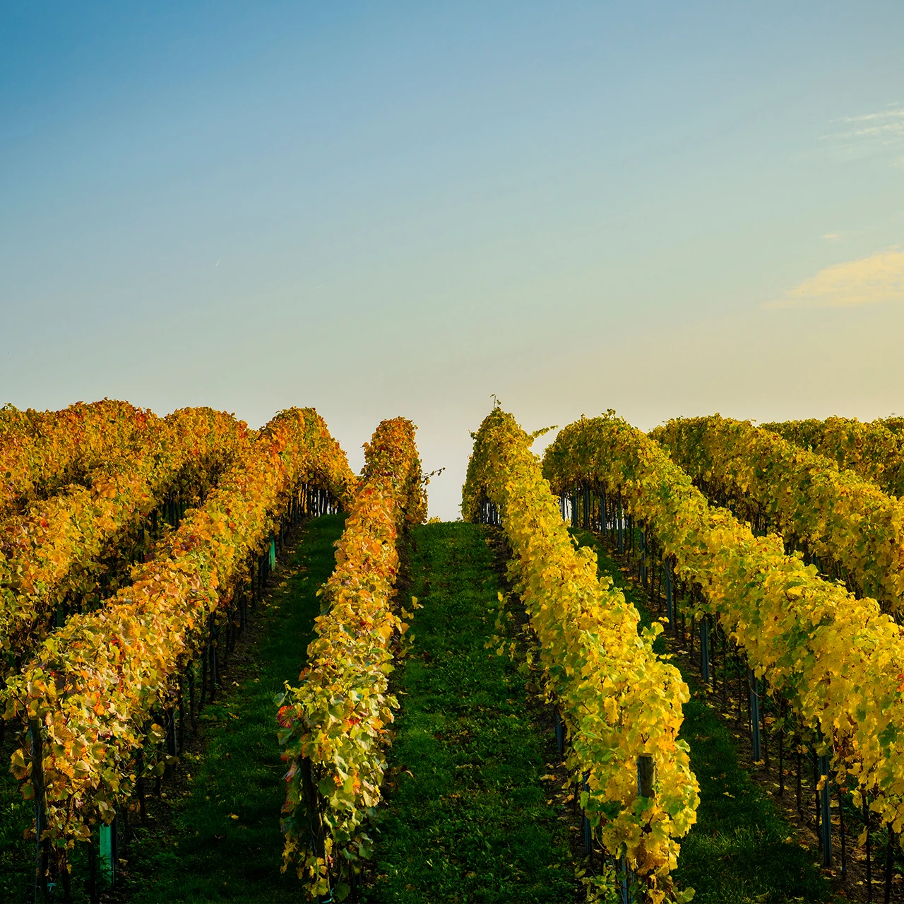 Made in the Yarra Valley